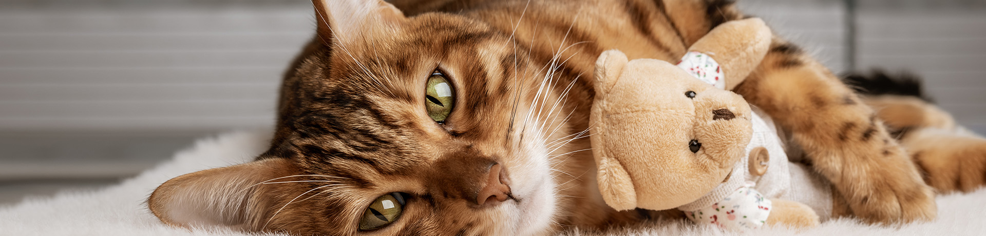 Understanding Your Cat’s Health: Signs to Watch for and How to Respond