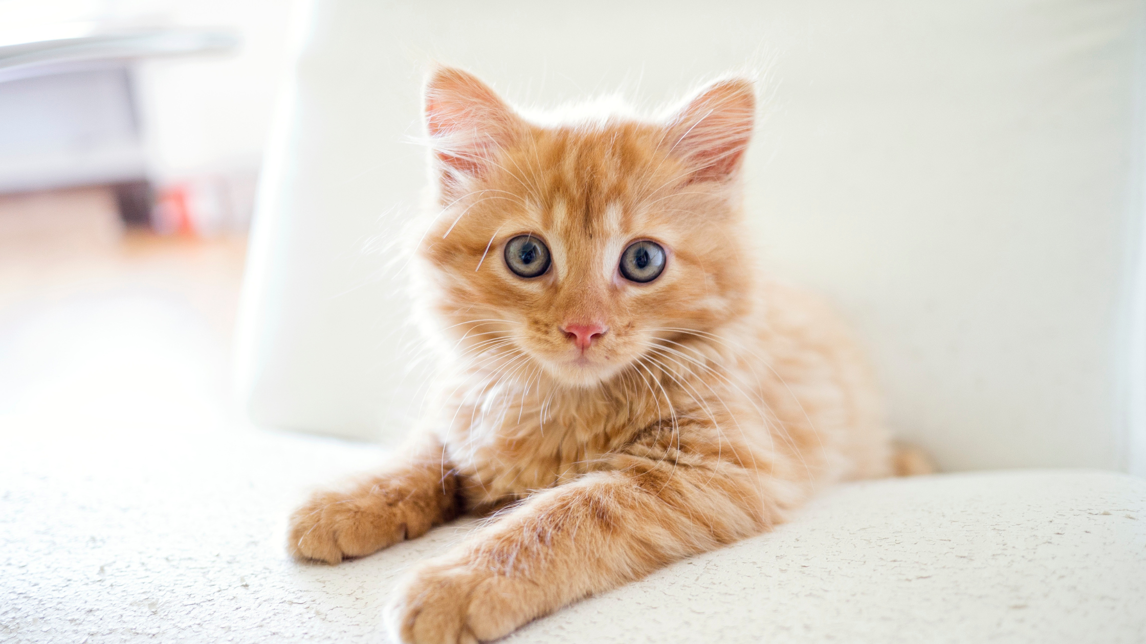 How to Choose the Best Cat Food for Your Feline Friend