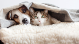 Dog and cat under blanket