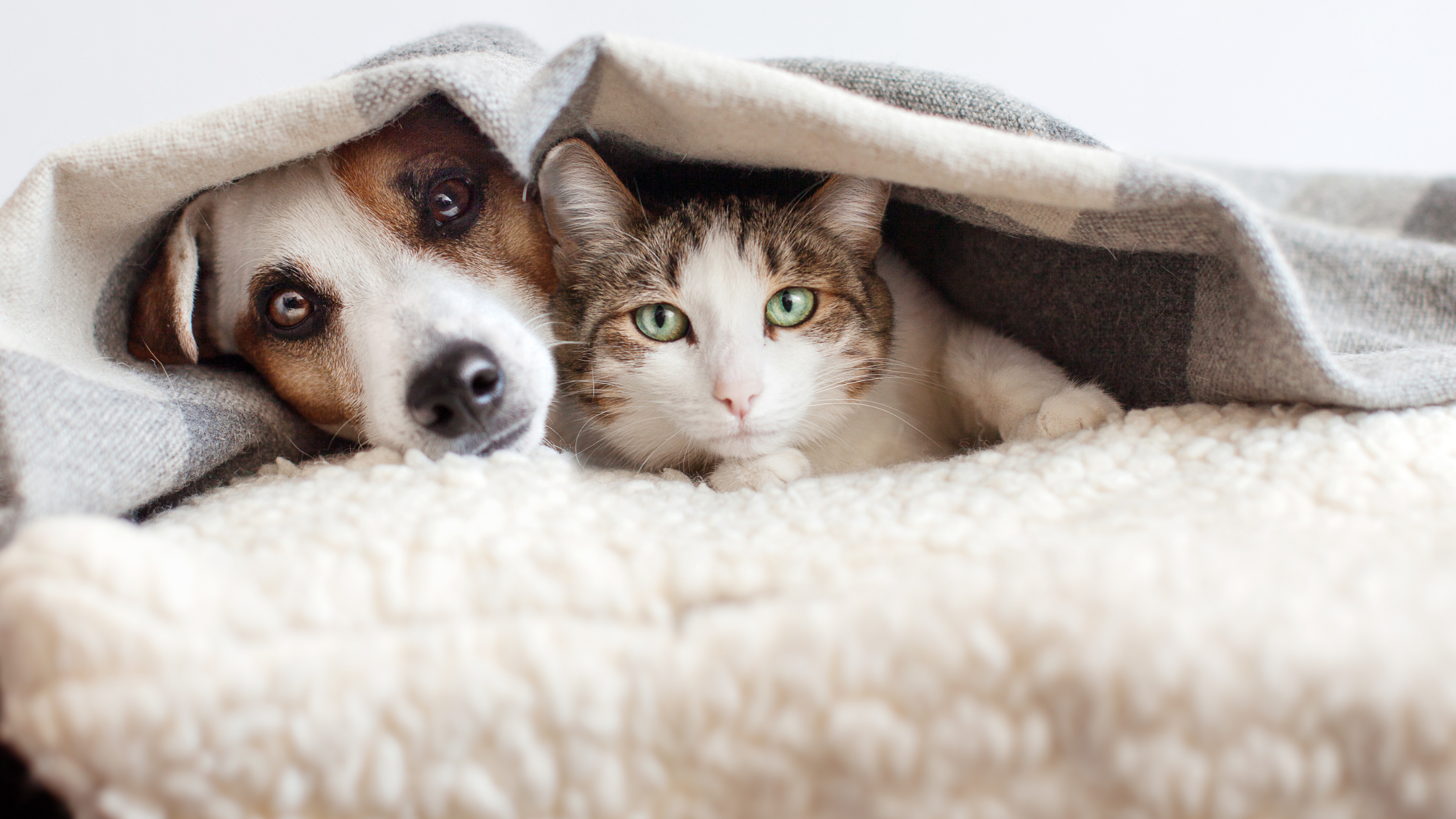 Keeping Your Dogs and Cats Protected in Winter