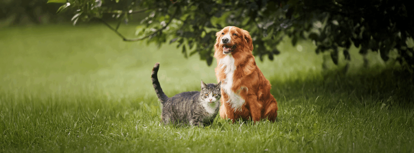 dog and cat sitting in grass