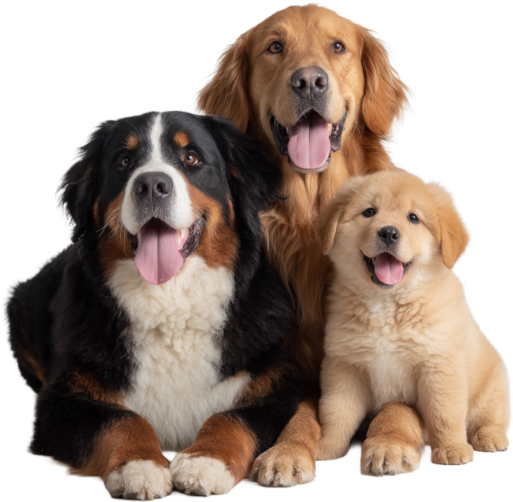Dogs Elite GAIN Banner