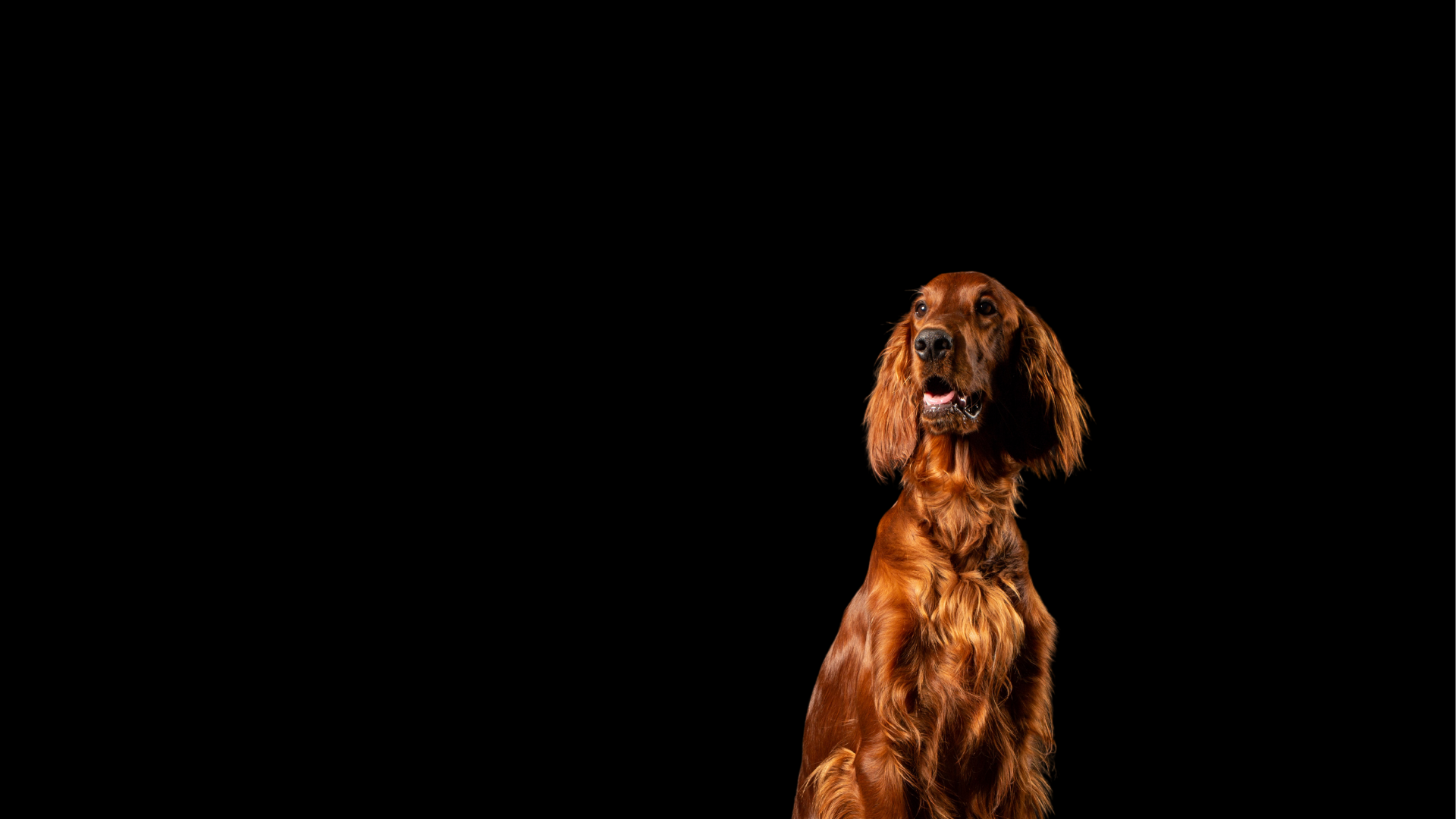 What Is the Best Food for Large Breed Dogs