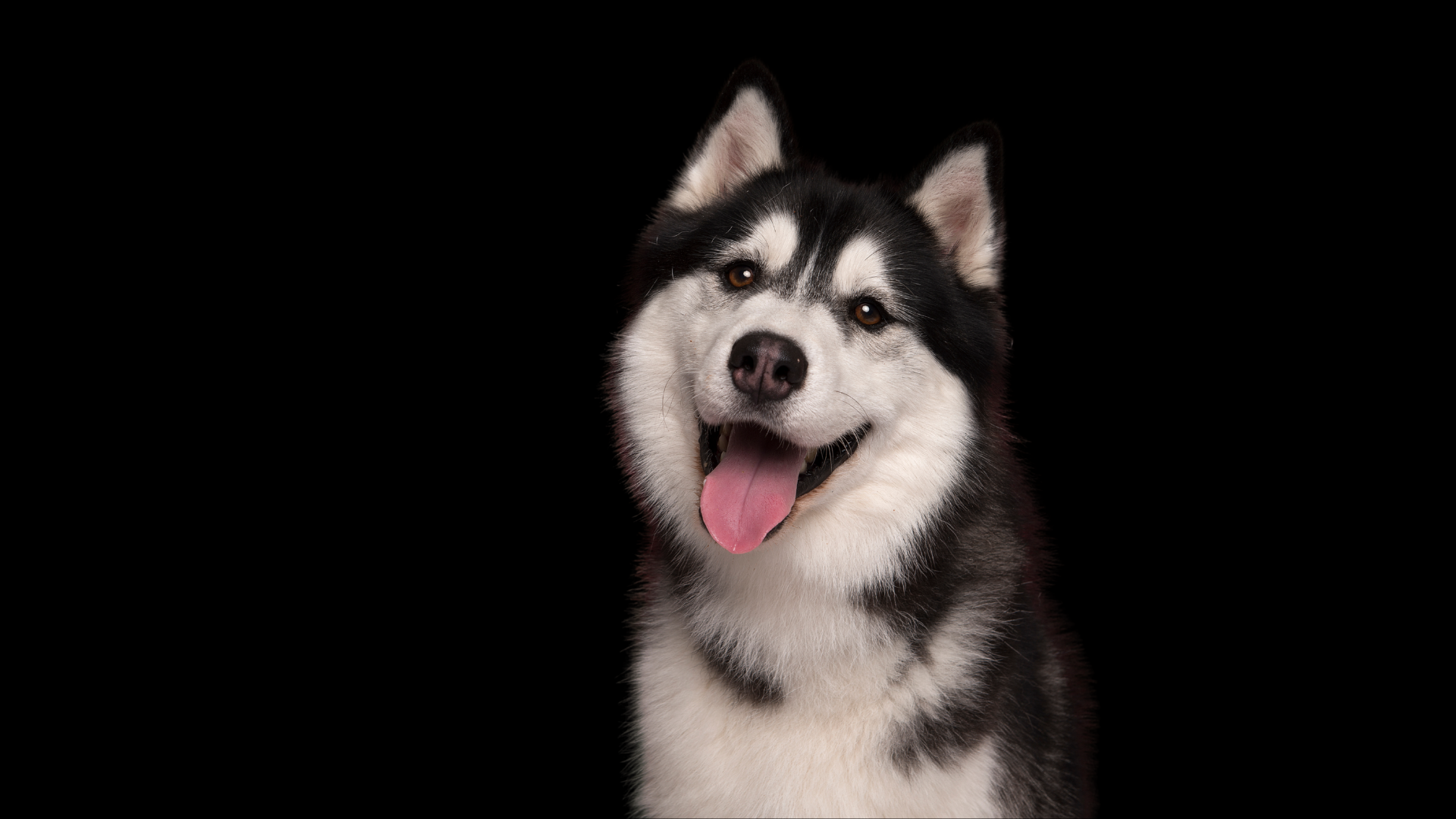 How GAIN Elite Supports Husky Rescue Ireland