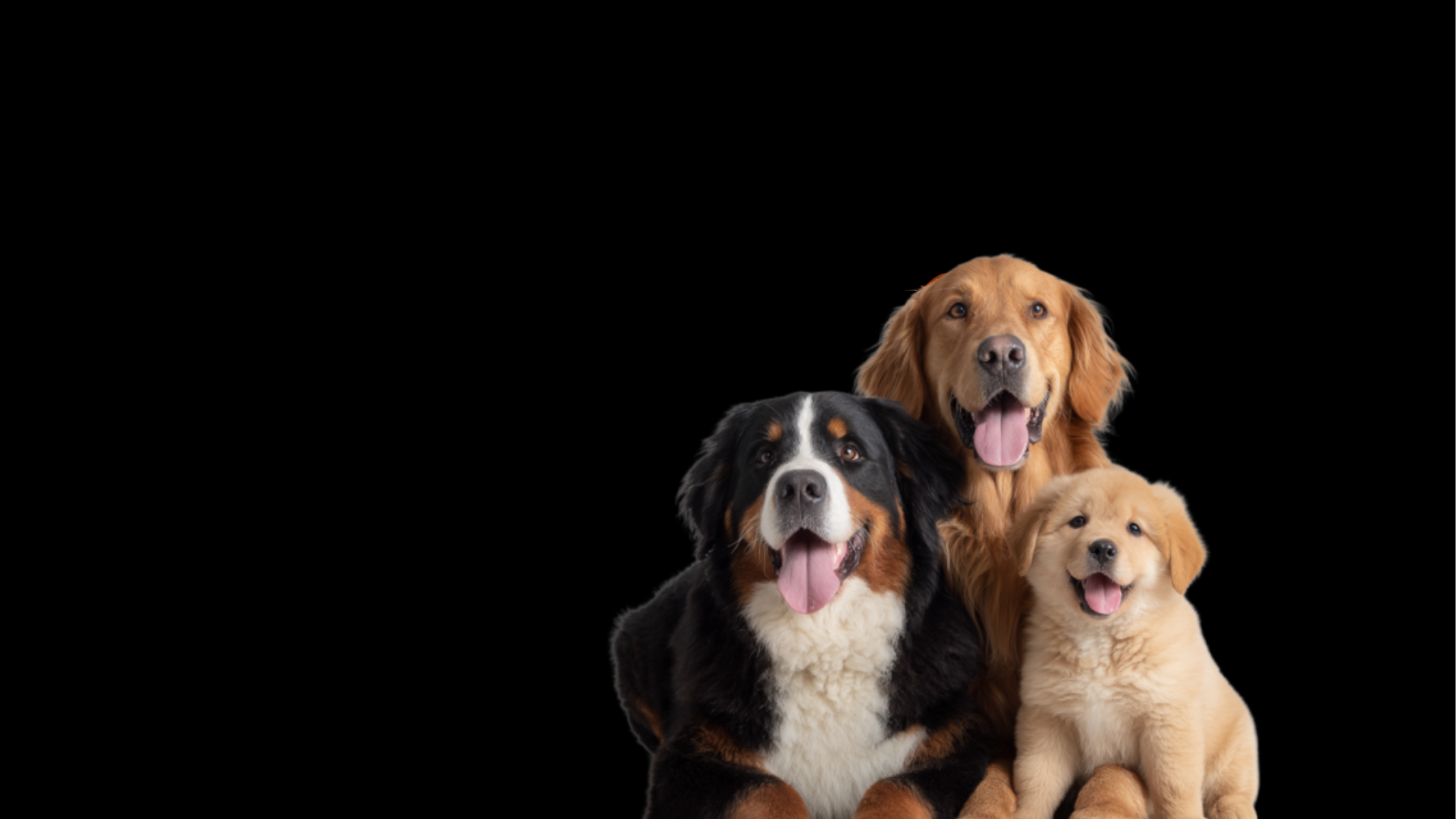 What Makes Premium Dog Food Different?