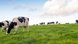 Image of cows in a field