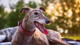 Image of greyhound pet