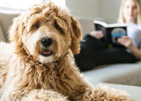 woman with his Golden Labradoodle dog reading at home